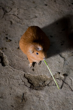 Peruvian Guinea Pigs in an old house in the town of Ollantaytambo, Peru.