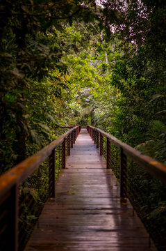 An elevated wooden walkway in the Amazon jungle of Peru.