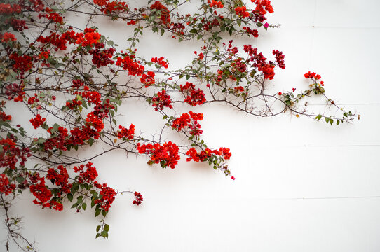 Beautiful creeping vines with flowers in Lima, Peru.