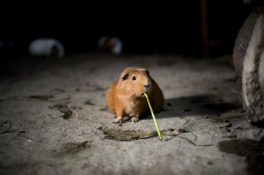 Peruvian Guinea Pigs in an old house in the town of Ollantaytambo, Peru.