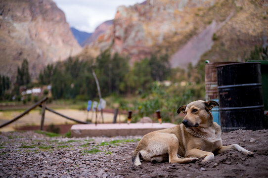 A stray street dog in the Andes mountains of Peru.