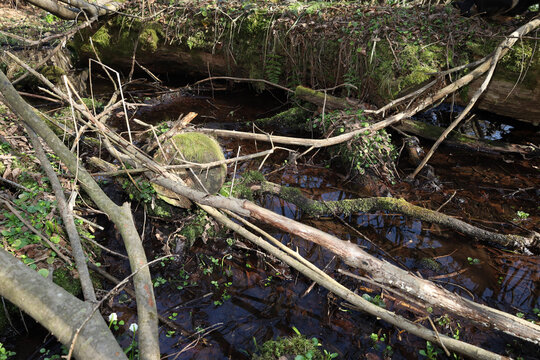 A small forest stream flows slowly among fallen trees, dry branches and last year's leaves. Old logs and stumps are covered with bright green moss, indicating high humidity in this wild area.