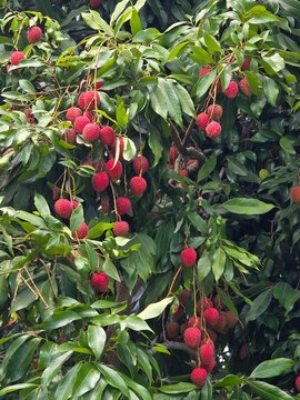 Lychee (Litchi chinensis) tree loaded with ripe fruit.