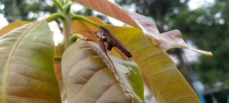 Front view of Coreidae leaf footed bug with long antennae on plant stalk