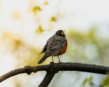 A quiet spring moment with a Robin in perfect light.