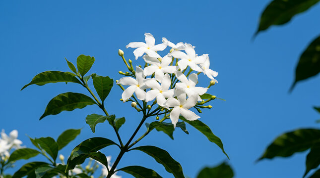 White jasmine flowers blooming against a bright blue sky with green leaves copy space