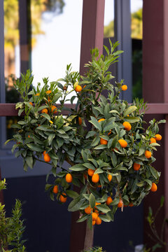 Kumquat tree with ripe orange fruits in ornamental garden