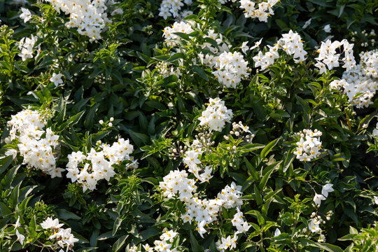 White flowering potato vine background with lush green foliage