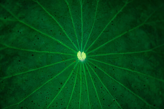 Green lotus leaf texture macro.