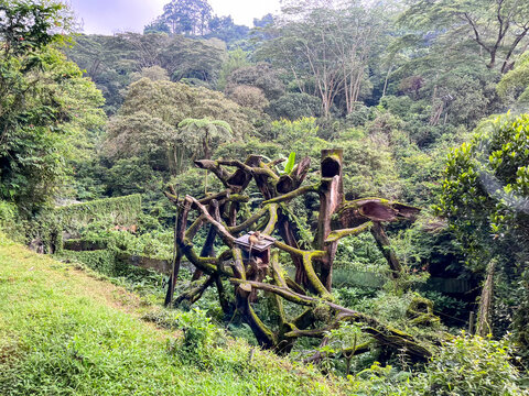 Relaxed leopard resting on elevated artificial habitat within forested zoo environment in Puncak Bogor, showcasing natural behavior amid lush greenery and rugged wooden structures.