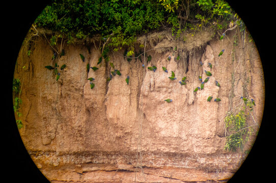 Looking through a telescope at parrots on a cliff side in the amazon jungle of Peru