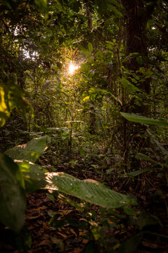 sunlight through the trees deep in the amazon jungle of Peru