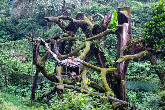 Relaxed leopard resting on elevated artificial habitat within forested zoo environment in Puncak Bogor, showcasing natural behavior amid lush greenery and rugged wooden structures.