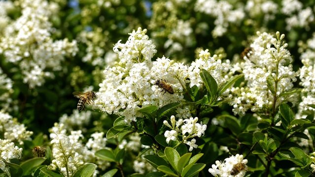 privet. Dense privet shrub blooming with tiny white flowers, bees collecting nectar. gardening catalogs, home-decor guides, designed for gardening and botanical catalogs, enhances decor appeal.