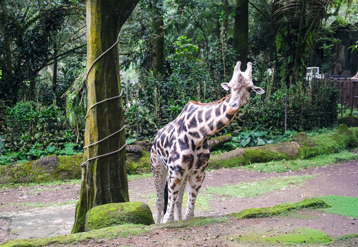 Healthy adult giraffe standing calmly in a zoo habitat, showcasing its distinctive spotted coat, long neck, and graceful posture while highlighting wildlife conservation and animal care efforts.