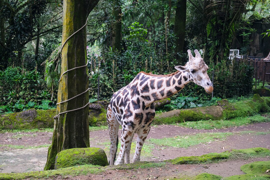 Healthy adult giraffe standing calmly in a zoo habitat, showcasing its distinctive spotted coat, long neck, and graceful posture while highlighting wildlife conservation and animal care efforts.