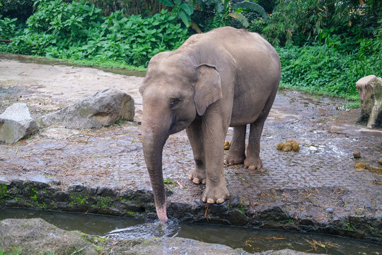 Elephant stands beside a small rocky stream in a wildlife sanctuary, reaching its trunk toward the water, surrounded by lush green forest with another elephant standing close by. Sumatra Elephant.