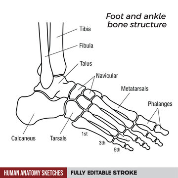 Human Foot and Ankle Bone Structure Vector Diagram, Skeletal Foot Anatomy Chart with Tibia Fibula Tarsals Metatarsals and Phalanges Labels, Medical Sketch on Transparent Background