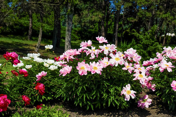 Fototapeta premium Colorful pink peonies in a garden with green trees on a sunny day in spring