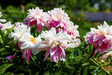 Fototapeta premium Varietal pink peonies bloom in a garden during spring while colorful flowers surround them
