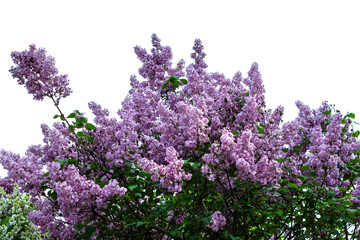 Obraz premium Branches of blooming lilac. Floral background
