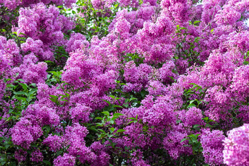 Obraz premium Close-up of blooming lilacs. Floral background.