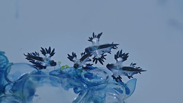 Beautiful Blue Dragons are small, shiny silver-blue creatures that look beautiful and unusual. However, they contain deadly poison from the prey they eat, such as the fire jellyfish.