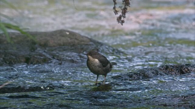 Wildlife scene with a young White-throated Dipper (Cinclus cinclus) in the Salat river. Ariege Pyrenees France