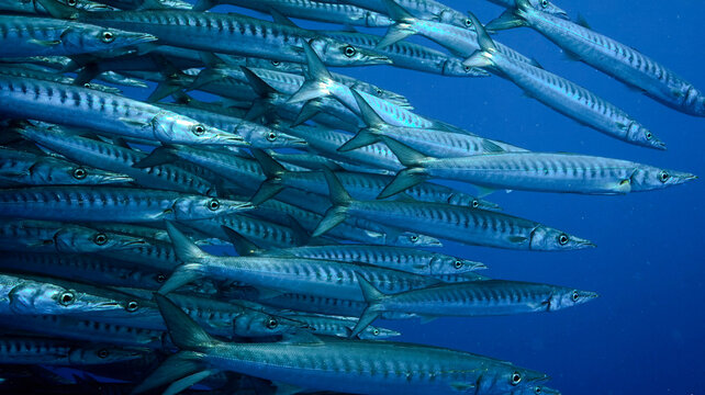 A school of barracuda fish swimming together in the deep blue ocean.