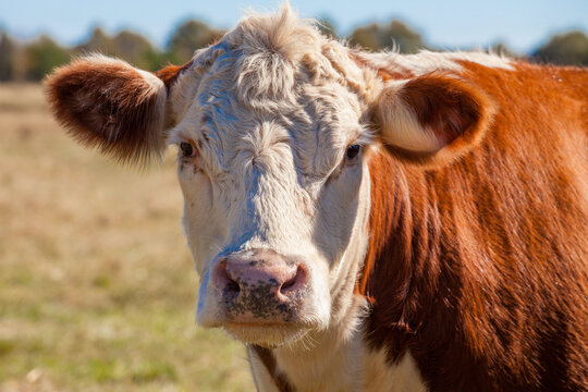 Looking at you! Close Up Portrait of Hereford Cattle in Pasture - Rural Farm Animal Headshot