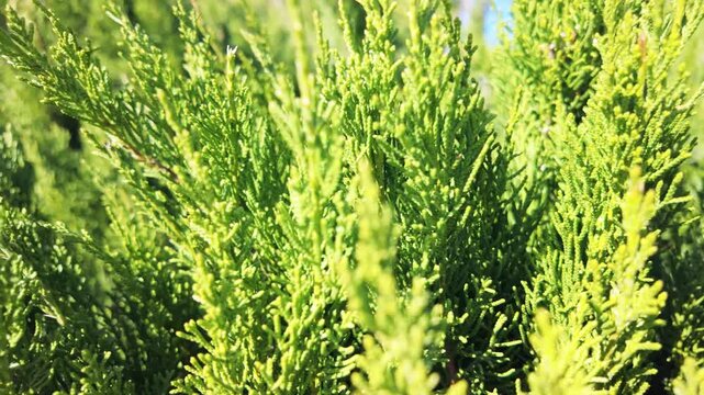 Close up pan across vibrant green evergreen juniper branches in bright natural sunlight.