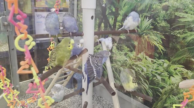 Various Parakeets Inside of Pet Store