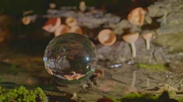 Raindrops and forest fog surround the small orange cup fungi while their reflection in the crystal ball and the puddled water beneath creates a dreamlike scene of inverted beauty.