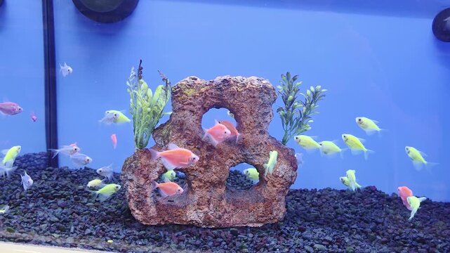 Various Fish Inside of Pet Store