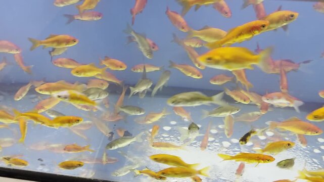 Various Fish Inside of Pet Store