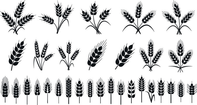 Wheat Ear and Cereal Plant Silhouette Set with Barley Rye Oats and Grain Symbols for Agricultural Brewery and Bakery Product Packaging Designs