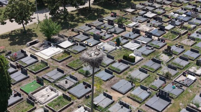 Storks build a nest at a cemetery among the gravestones