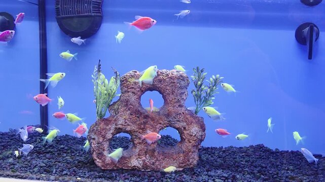 Various Fish Inside of Pet Store