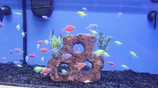 Various Fish Inside of Pet Store