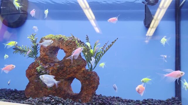 Various Fish Inside of Pet Store