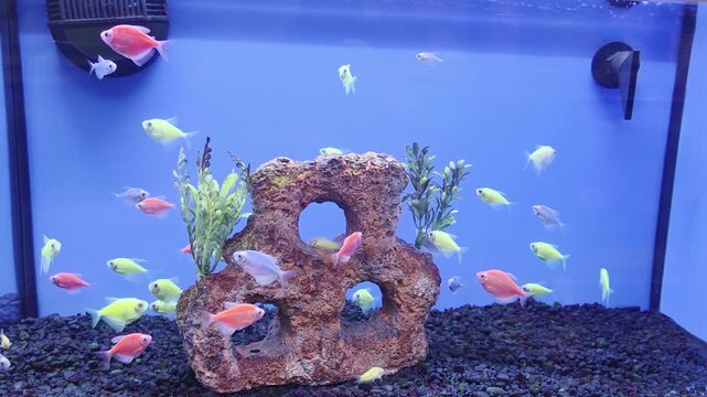 Various Fish Inside of Pet Store