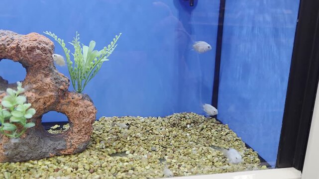 Various Fish Inside of Pet Store