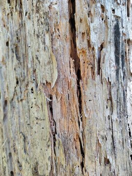 Close-up texture of old decaying wood trunk with deep cracks and insect holes