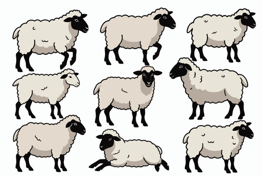 Collection of fluffy white sheep in different poses and angles shown in a clean vector cartoon style.