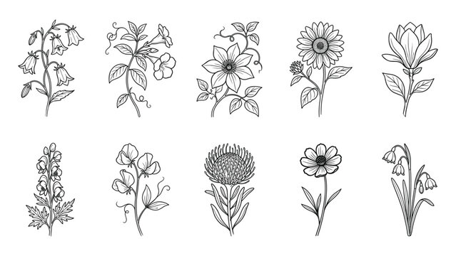 Botanical flower set with bellflowers sweet peas clematis sunflowers magnolias delphiniums proteas daisies snowdrops line art vector illustration