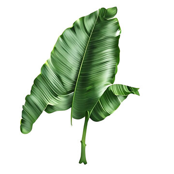 Fresh green leafy vegetable plant with glossy leaves.