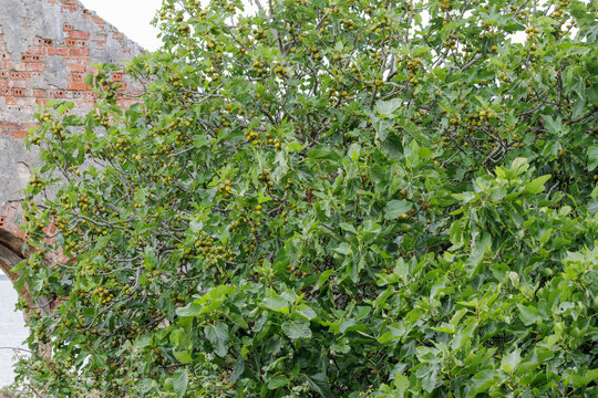 Ripening common fig tree growing near ancient brick ruins