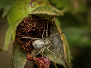 Obraz premium Spider guarding potential egg sac inside an opened seed pod in nature.