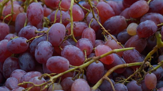 Full frame close up background of fresh harvested red grapes