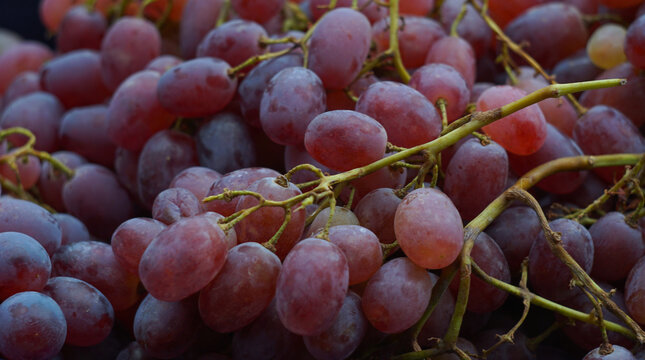 Full frame close up background of fresh harvested red grapes